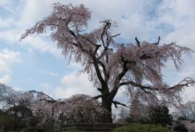zuid korea japan reis kyoto iki Travels zuid korea japan reis kyoto iki Travels