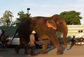 cambodja phnom penh olifant cambodja phnom penh olifant