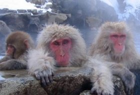 Veelzijdig Japan reis Yudanaka iki Travels Veelzijdig Japan reis Yudanaka iki Travels