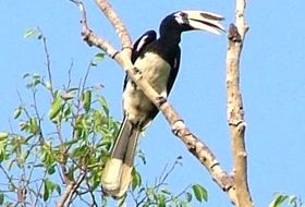 Ba Be meer Vietnam reis jaarvogel Ba Be meer Vietnam reis jaarvogel
