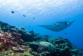 Japan ishigaki manta rog duiken en snorkelen Japan ishigaki manta rog duiken en snorkelen