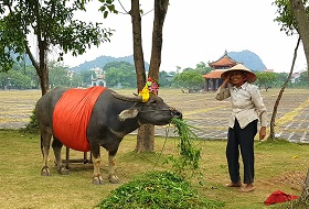 Vietnam Ninh Binh Waterbuffel Vietnam Ninh Binh Waterbuffel