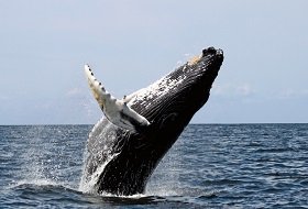 Ongerept hokkaido noord honshu Japan iki travels whale watching Ongerept hokkaido noord honshu Japan iki travels whale watching