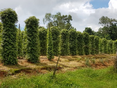 Vietnam Phu Quoc peper plantage