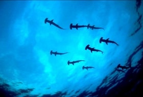 Izu Oshima Duiken Hamerhaai Izu Oshima Duiken Hamerhaai