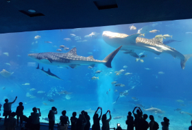 Okinawa aquarium Walvishaaien Okinawa aquarium Walvishaaien