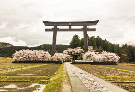 Kumano poort kersenbloesems Kumano poort kersenbloesems