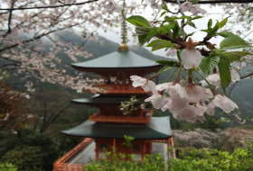 Kumano Tempel Kersenbloesems Japan Kumano Tempel Kersenbloesems Japan