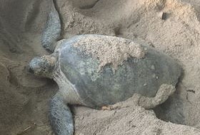 Borneo Selingan reizen Cambodja sihanoukville strand iki Travels