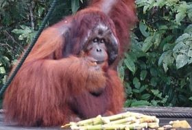 Borneo Sarawak Orang Oetan Dichtbij Borneo Sarawak Orang Oetan