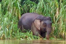 Maleisie Borneo Sukau Olifant Maleisie Borneo Sukau Olifant