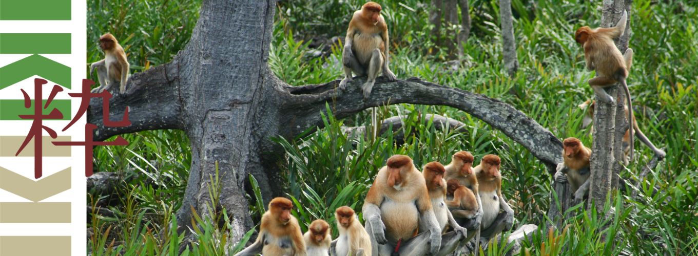 Iki Travels Borneo Neusapen iki Travels Borneo neusapen