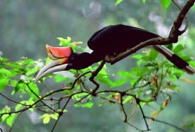 Borneo Kinabalu Park Hornbill Vogel Borneo Kinabalu Park Hornbill Vogel